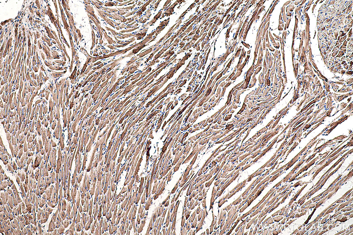 IHC staining of mouse heart using 67738-1-Ig