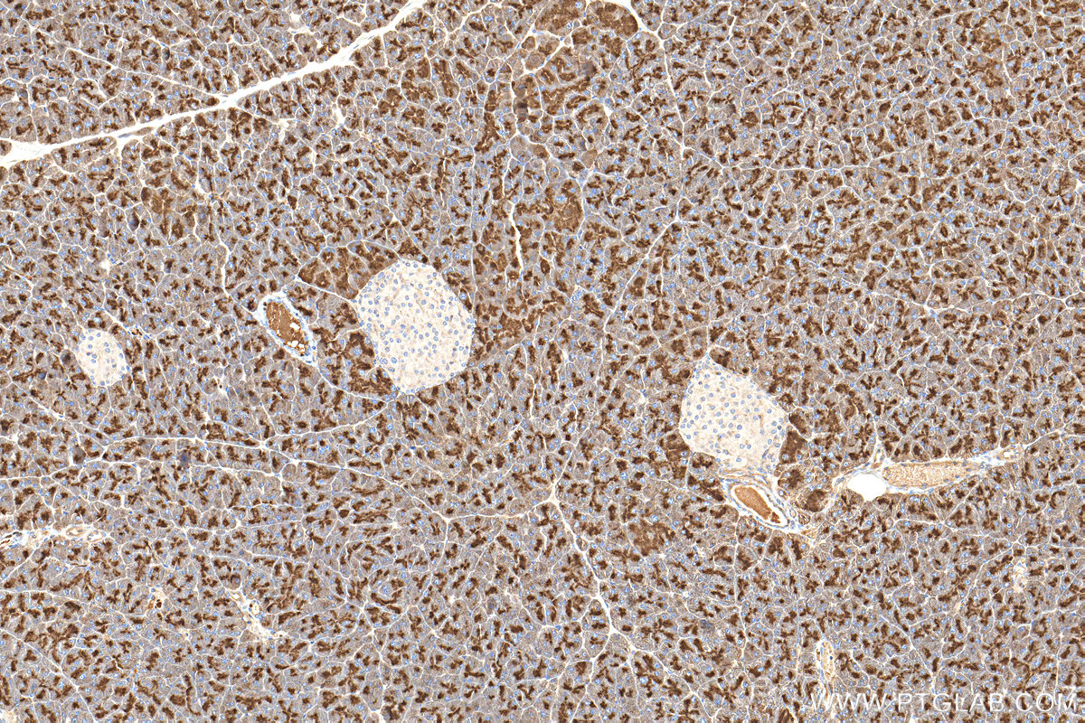 IHC staining of mouse pancreas using 13493-1-AP