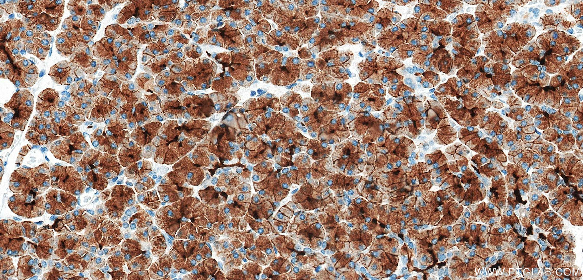 IHC staining of human pancreas using 84728-4-RR (same clone as 84728-4-PBS)