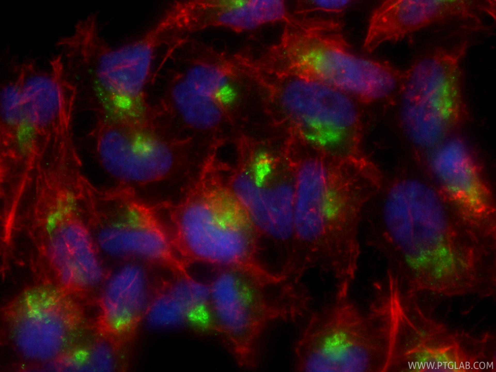 Immunofluorescent analysis of (4% PFA) fixed HeLa cells using CoraLite® Plus 488 GP73/GOLPH2 antibody (CL488-81893, Clone: 1I12 ) at dilution of 1:200, CL594-phalloidin (red). IF Staining of HeLa using CL488-81893