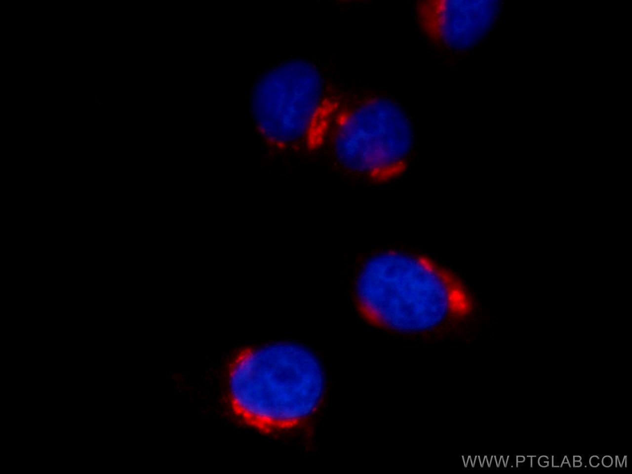 IF Staining of HepG2 using CL594-66331