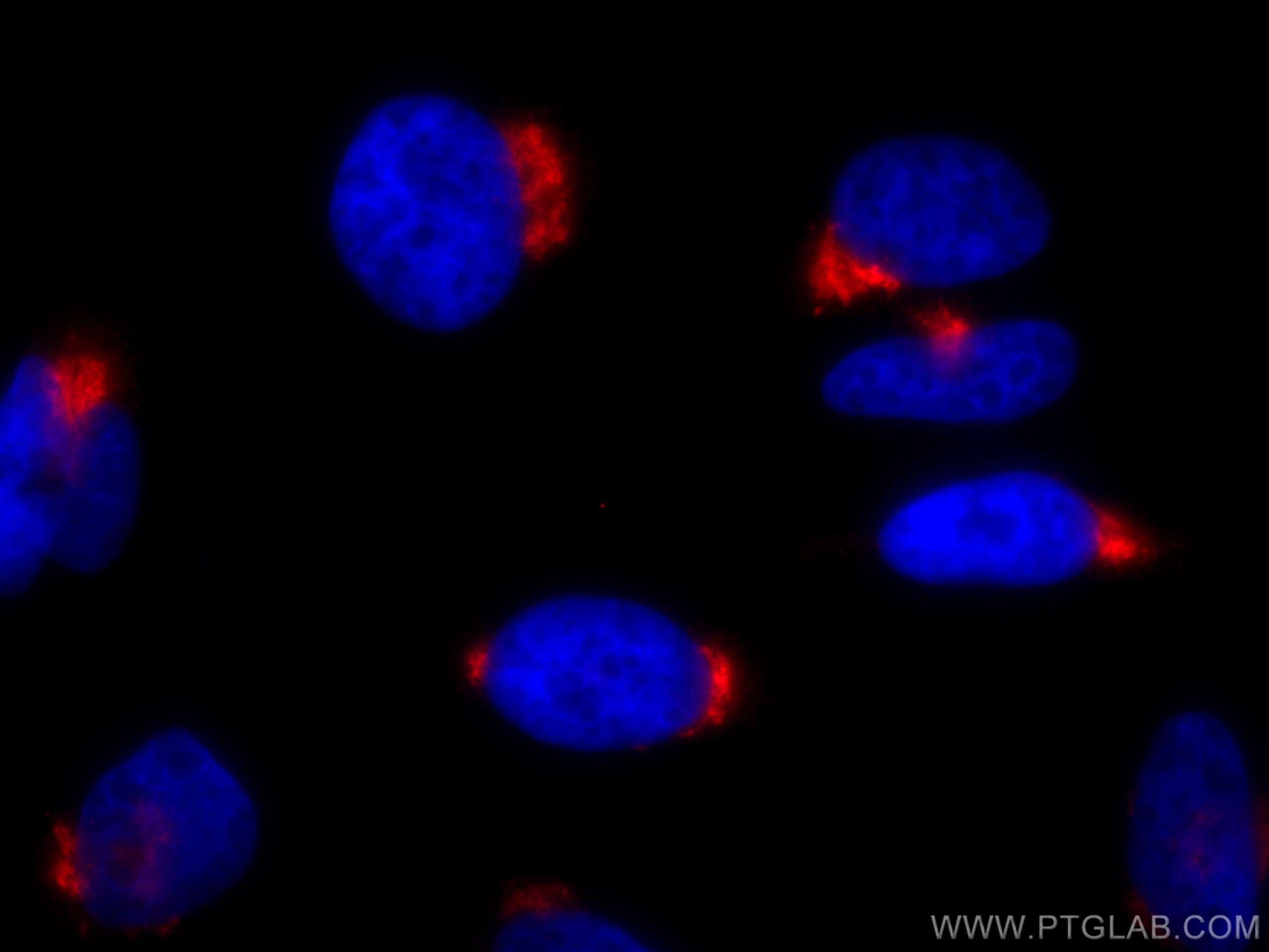 IF Staining of HeLa using CL594-66331