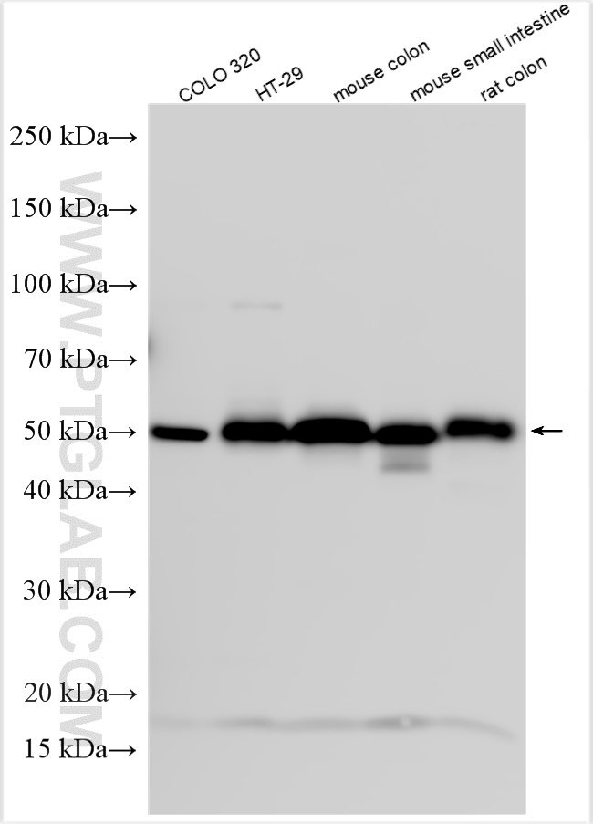 WB analysis using 25941-1-AP