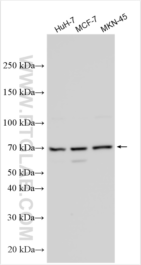 WB analysis using 10104-1-AP