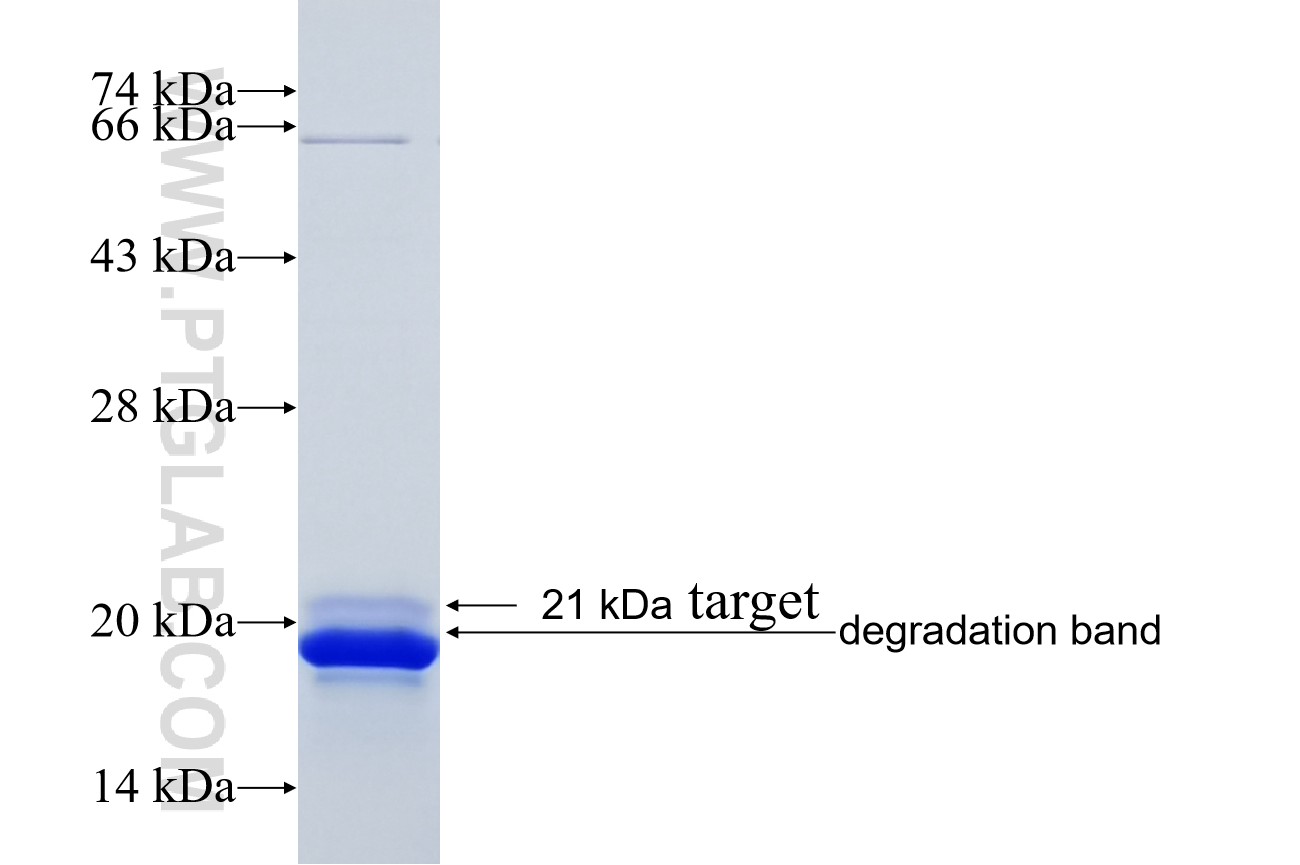 GPBAR1 fusion protein Ag24893 SDS-PAGE