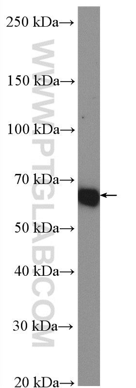 WB analysis of HepG2 using 16700-1-AP