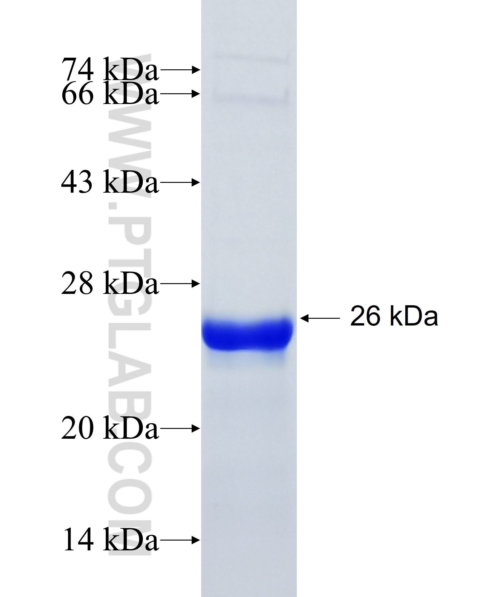 GPC2 fusion protein Ag26734 SDS-PAGE