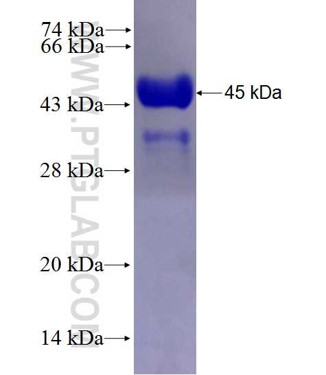 GPD1 fusion protein Ag27703 SDS-PAGE
