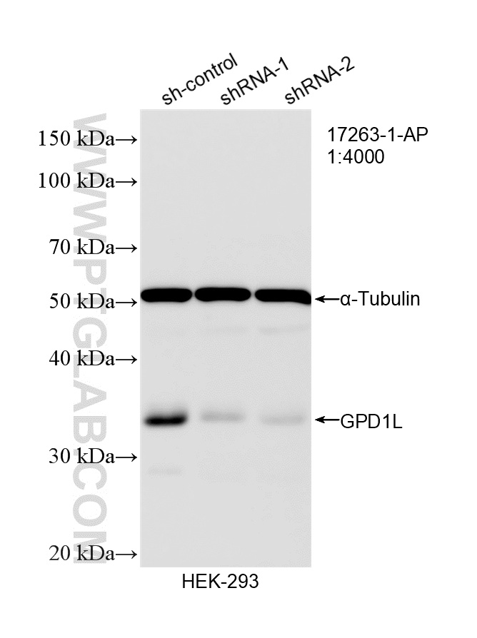 WB analysis of HEK-293 using 17263-1-AP