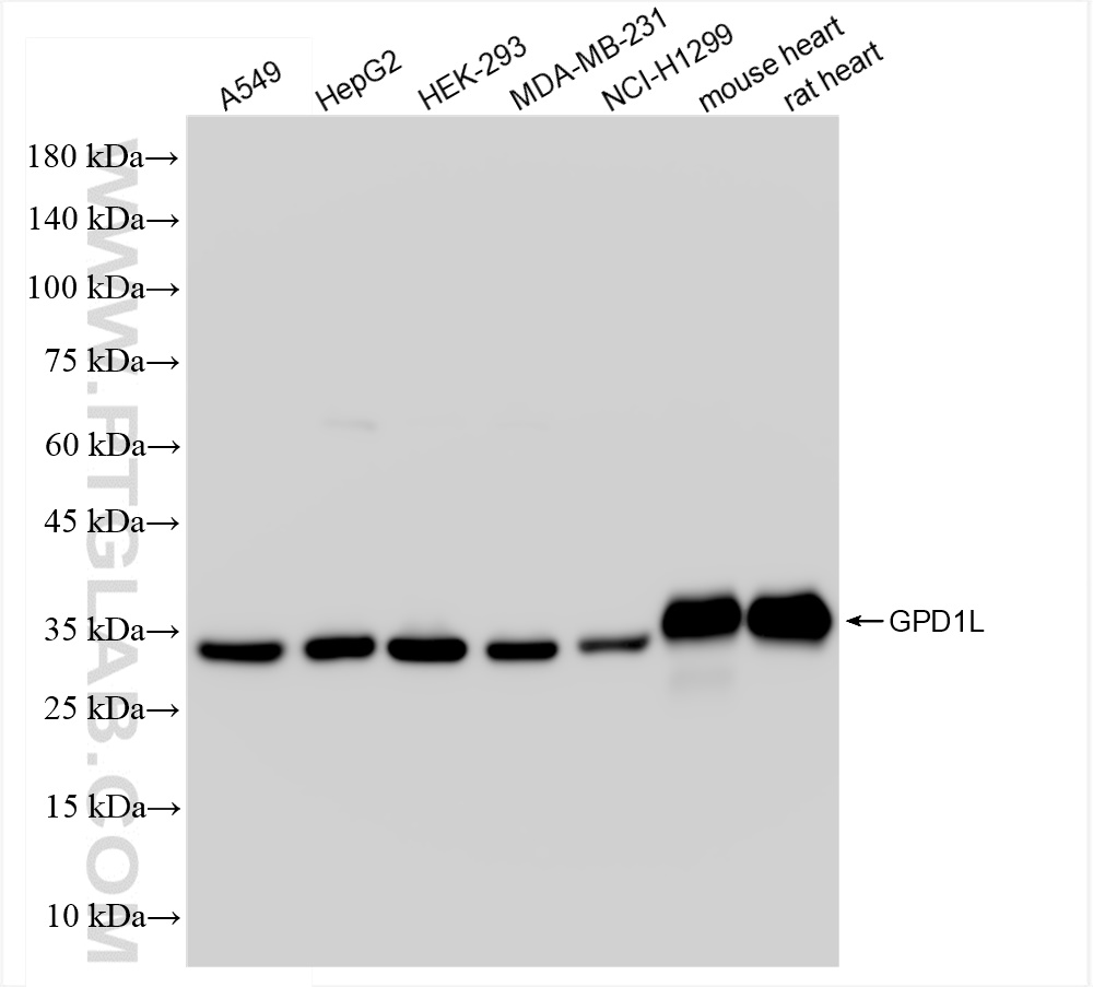WB analysis using 83792-2-RR