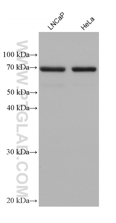 WB analysis using 68174-1-Ig