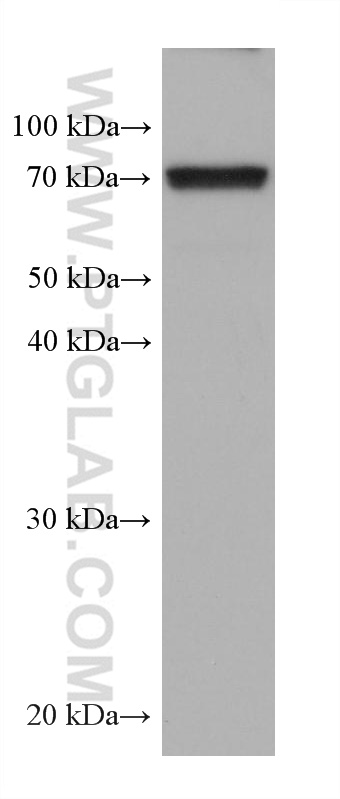 WB analysis of HSC-T6 using 68174-1-Ig