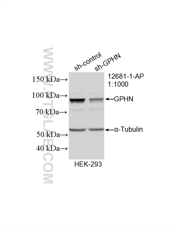 WB result of gephyrin antibody (12681-1-AP; 1:1000; incubated at room temperature for 1.5 hours) with sh-Control and sh-gephyrin transfected HEK-293 cells. WB analysis of HEK-293 using 12681-1-AP