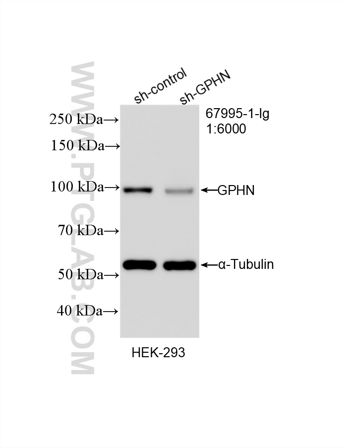 WB analysis of HEK-293 using 67995-1-Ig