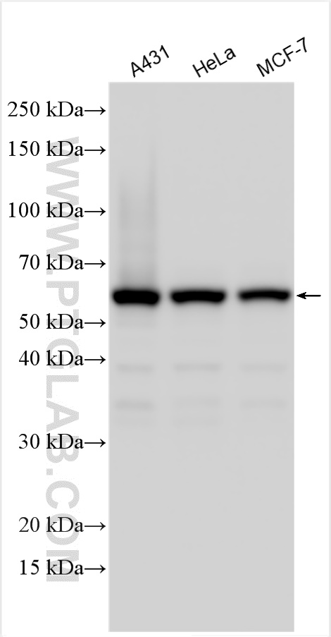 WB analysis using 14728-1-AP