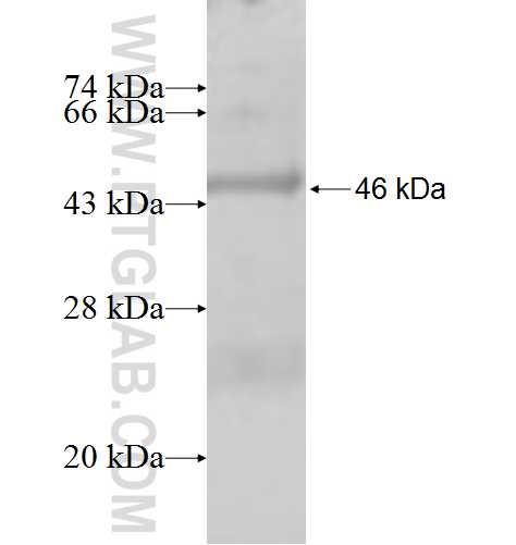 GPLD1 fusion protein Ag9782 SDS-PAGE