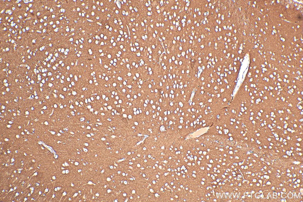 IHC staining of mouse brain using 26122-1-AP (same clone as 26122-1-PBS)