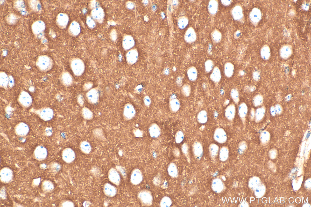 IHC staining of mouse brain using 26122-1-AP (same clone as 26122-1-PBS)