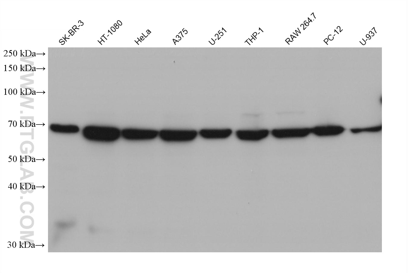 WB analysis using 66926-1-Ig