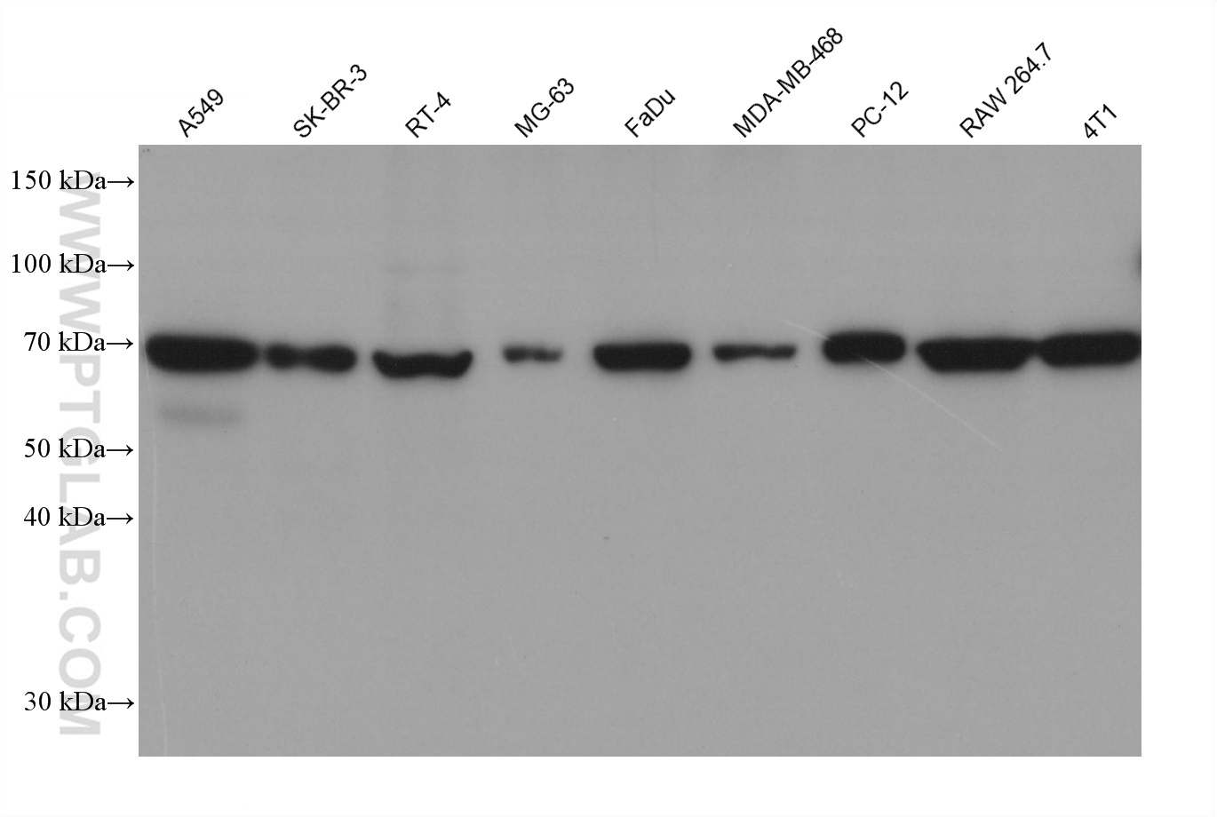 WB analysis using 66926-1-Ig