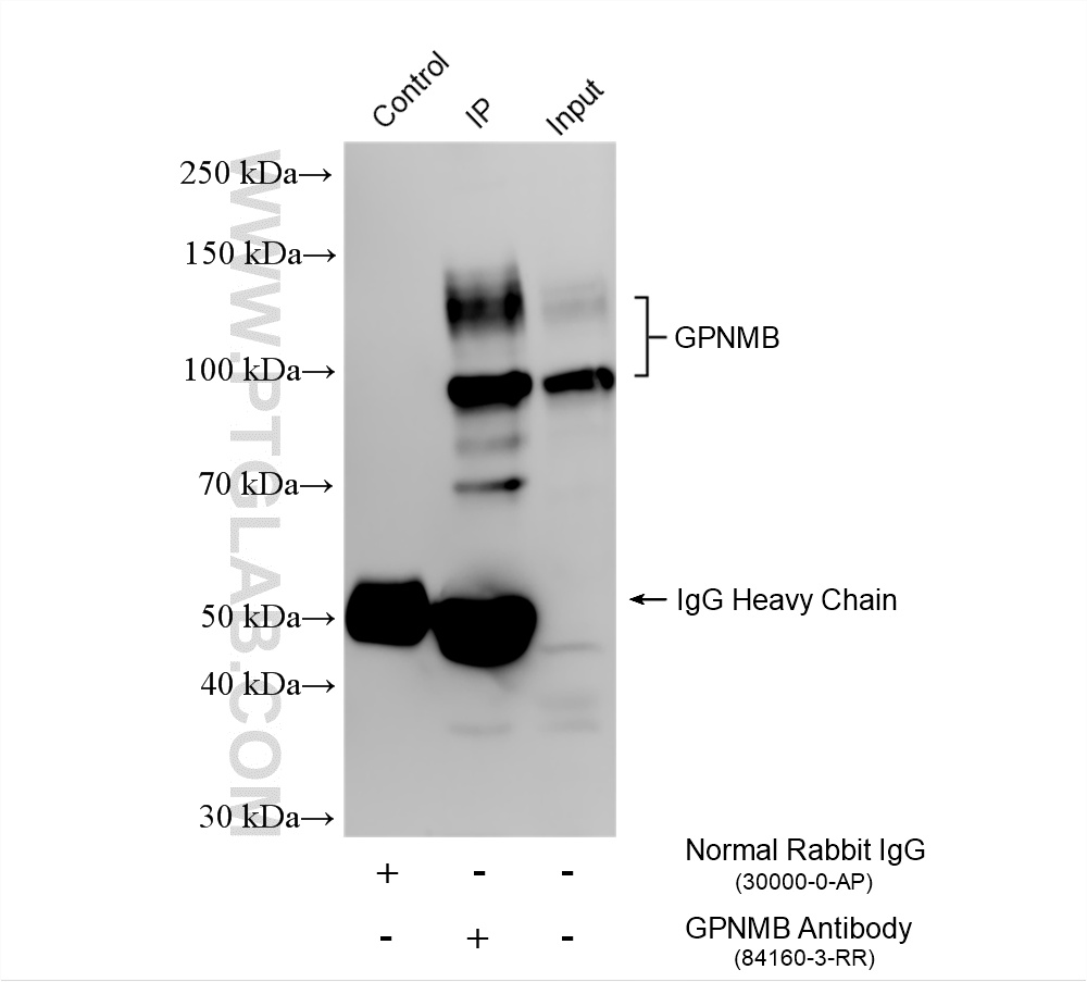 IP result of anti-GPNMB (IP:84160-3-RR, 4ug; Detection:84160-3-RR 1:1000) with THP-1 cells lysate 1640 ug. IP experiment of THP-1 using 84160-3-RR