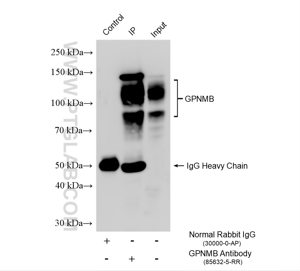 IP experiment of rat spleen using 85632-5-RR (same clone as 85632-5-PBS)