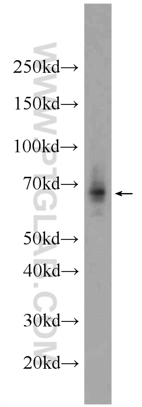 GPR108