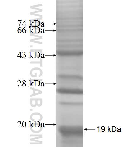 GPR108 fusion protein Ag8434 SDS-PAGE GPR108 fusion protein Ag8434 SDS-PAGE