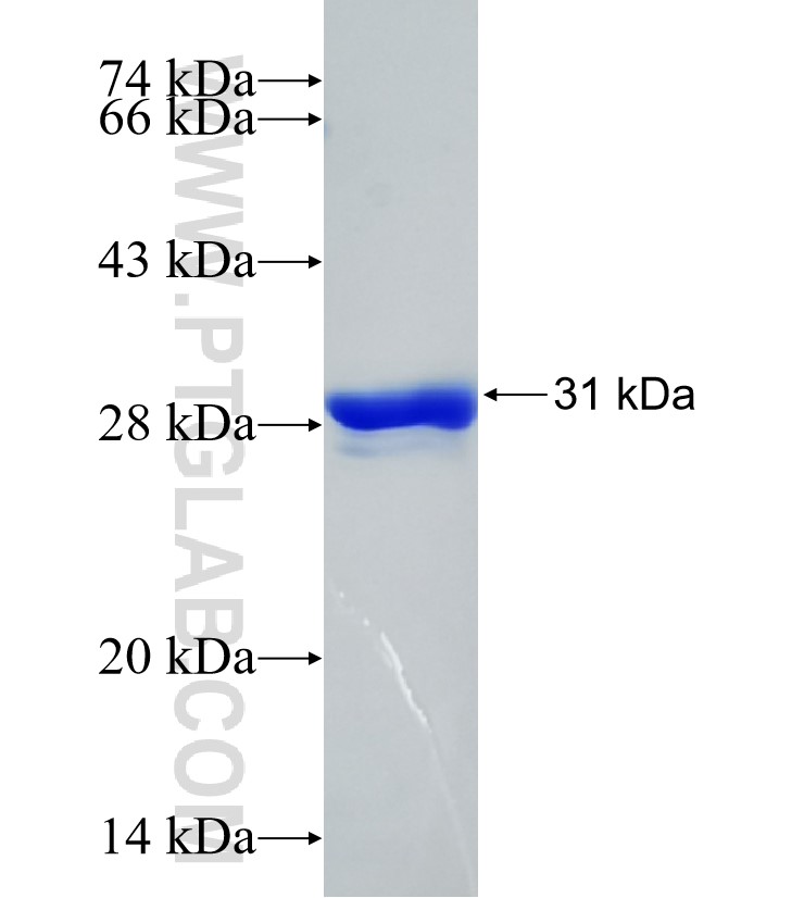 GPR12 fusion protein Ag34129 SDS-PAGE