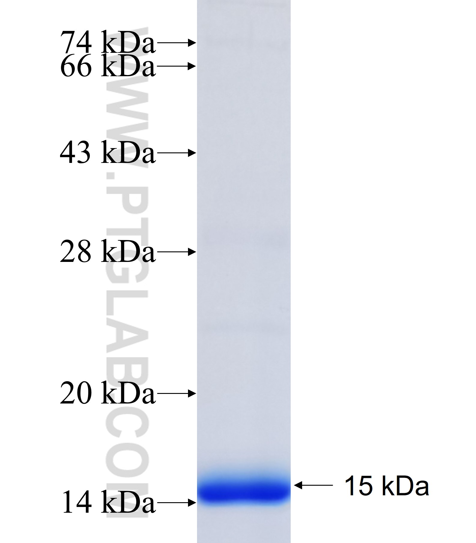 GPR12 fusion protein Ag34914 SDS-PAGE GPR12 fusion protein Ag34914 SDS-PAGE