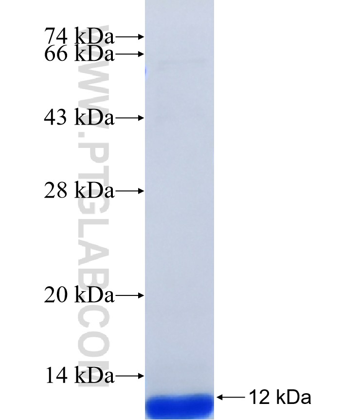GPR120 fusion protein Ag41445 SDS-PAGE GPR120 fusion protein Ag41445 SDS-PAGE