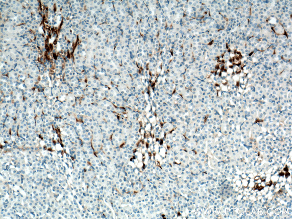 IHC staining of mouse kidney using 17774-1-AP