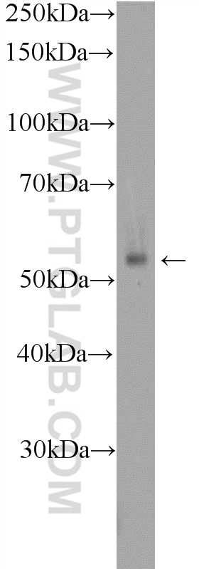 GPR132 Polyclonal antibody