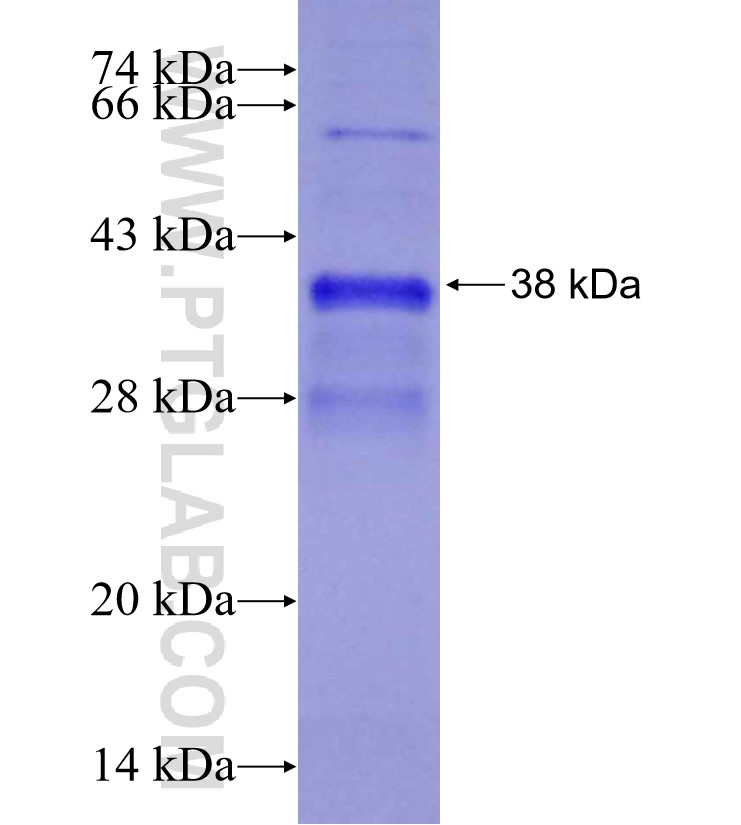 GPR146 fusion protein Ag29194 SDS-PAGE