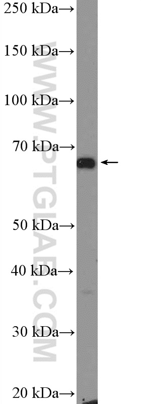 GPR153