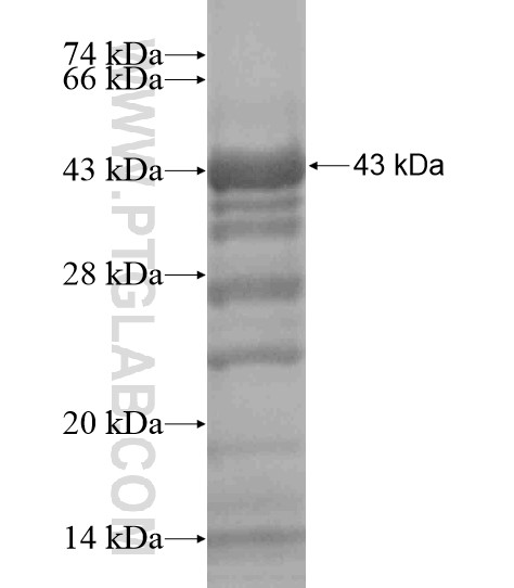 GPR153 fusion protein Ag19279 SDS-PAGE