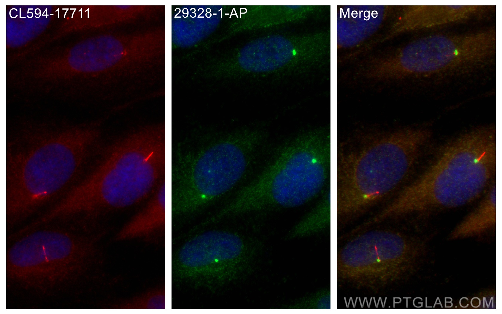 IF Staining of ARPE-19 using 29328-1-AP (same clone as 29328-1-PBS)
