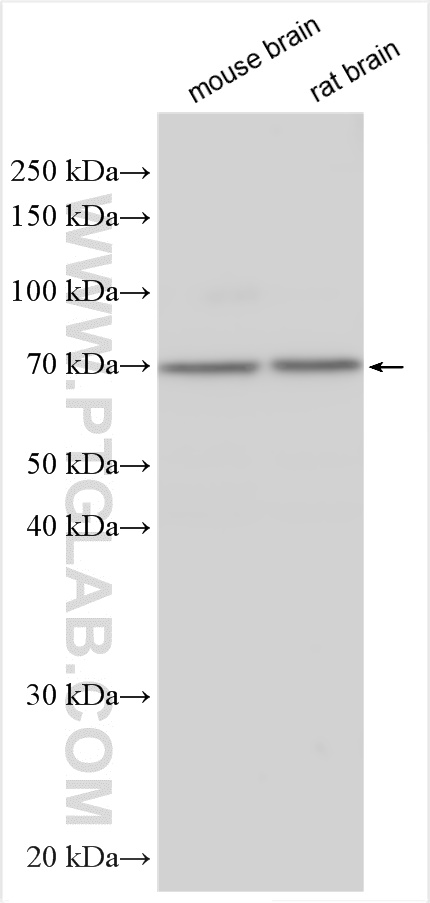 WB analysis using 29328-1-AP (same clone as 29328-1-PBS)