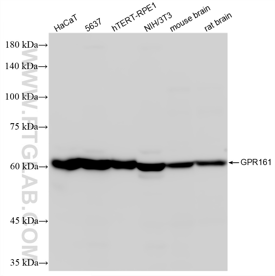 WB analysis using 83557-6-RR (same clone as 83557-6-PBS) WB analysis using 83557-6-RR (same clone as 83557-6-PBS)