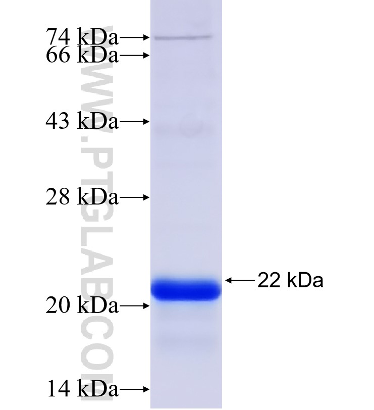 GPR161 fusion protein Ag31023 SDS-PAGE