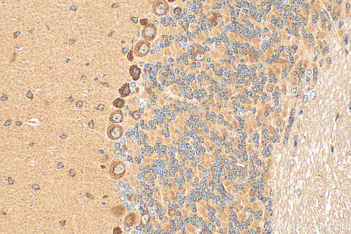 IHC staining of mouse cerebellum using 13416-1-AP