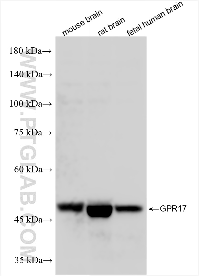 WB analysis using 86089-1-RR (same clone as 86089-1-PBS)