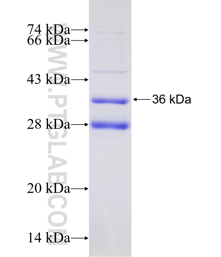 GPR17 fusion protein Ag4106 SDS-PAGE