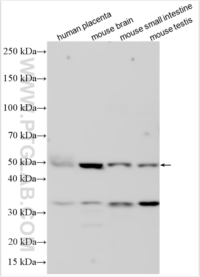 WB analysis using 20791-1-AP