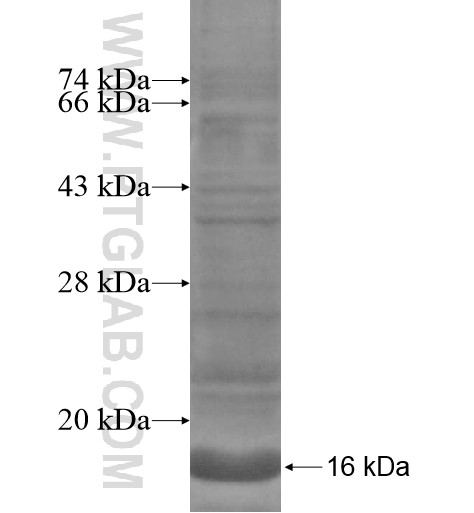 GPR172B fusion protein Ag14525 SDS-PAGE