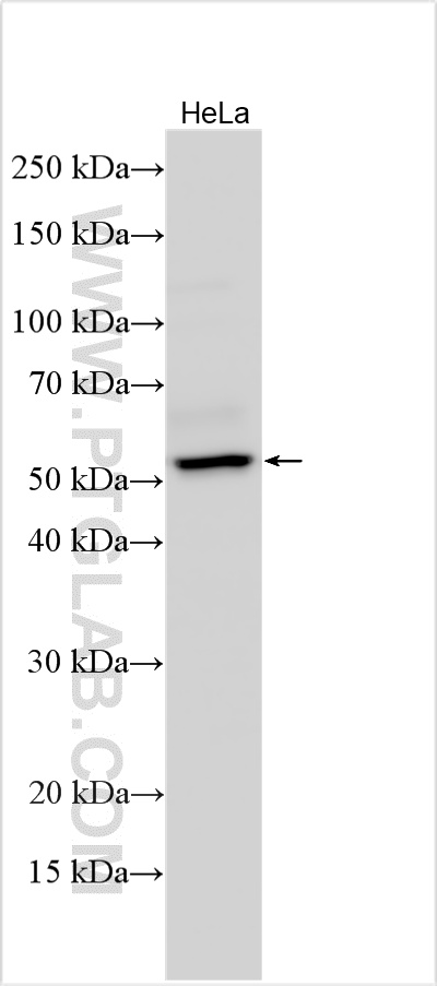 HeLa cells were subjected to SDS PAGE followed by western blot with 33499-1-AP (GPR175 antibody) at dilution of 1:1500 incubated at room temperature for 1.5 hours. WB analysis using 33499-1-AP