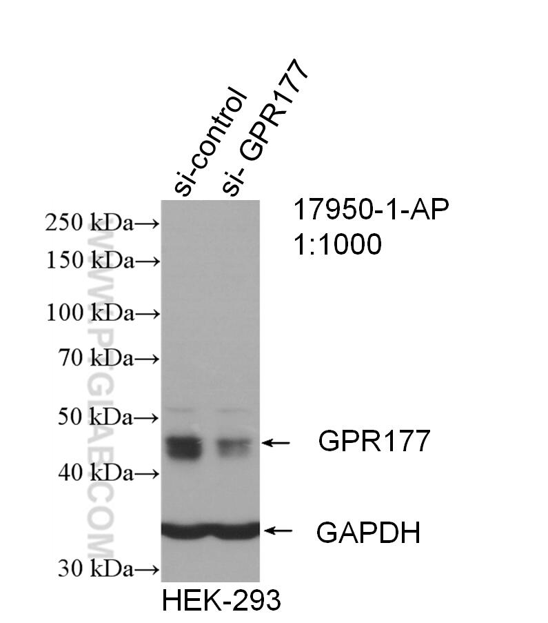 WB analysis of HEK-293 using 17950-1-AP