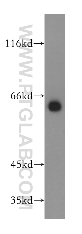 GPR177 Polyclonal antibody