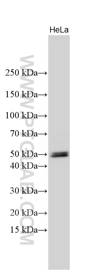 WB analysis using 16691-1-AP