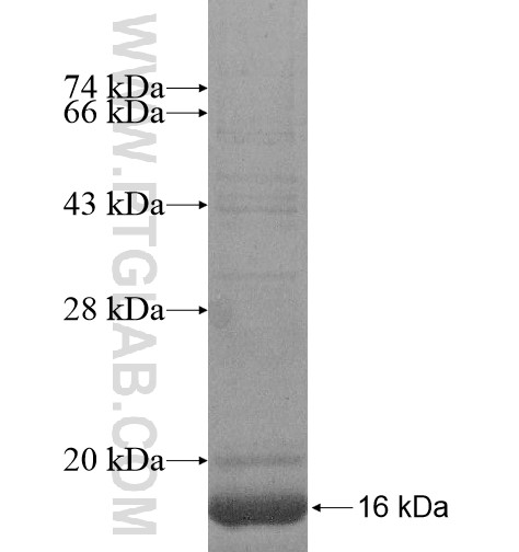 GPR182 fusion protein Ag14719 SDS-PAGE GPR182 fusion protein Ag14719 SDS-PAGE